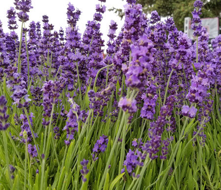 Lavanda inglesa Munstead - Planta viva de 2,5 cuartos de galón para jardín