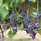 Muscadine Grape Seeds - Non GMO - Vitis Rotundifolia E165