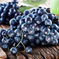 Muscadine Grape Seeds - Non GMO - Vitis Rotundifolia E165