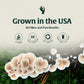 Organic Mushroom Coffee Singles Vitality with Lions Mane & Chaga