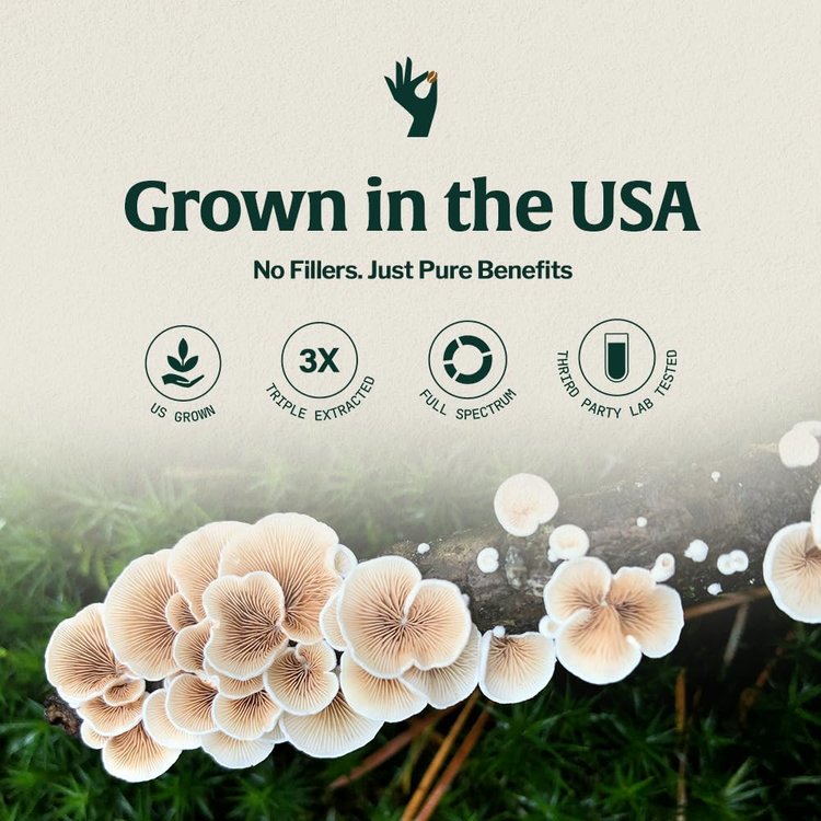 Organic Mushroom Coffee Singles Vitality with Lions Mane & Chaga