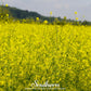 Black Mustard – 500 Seeds