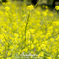 Black Mustard – 500 Seeds