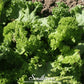 Southern Giant Mustard – 250 Seeds