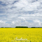 Yellow Mustard – 200 Seeds