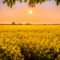 1000 Dwarf ESSEX RAPE KALE Rapeseed Brassica Napus Vegetable Seeds
