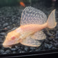 Gibbiceps Albino Pleco (Albino Sailfin Pleco)