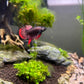 Wild bettas Type (Male)