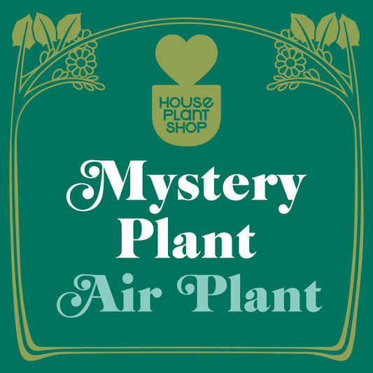 Planta de aire misteriosa