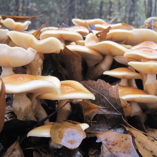Nameko MycoGarden Fruiting Kit - (Pholiota nameko) – Orchid Stuff Plus