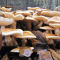 Nameko MycoGarden Fruiting Kit - (Pholiota nameko)