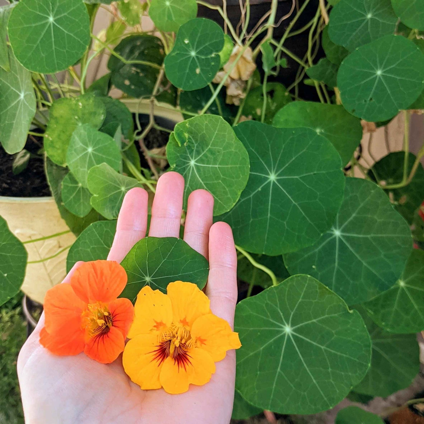 Nasturtium Seeds