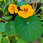 Nasturtium Seeds