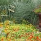 Tom Thumb Dwarf Nasturtium – 25 Seeds