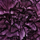 50 BLACK CARNATION King of Blacks Dianthus Caryophyllus Grenadin Double Flower Seeds