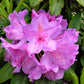 40 CAROLINA RHODODENDRON Carolinianum Dwarf Azalea Pink Purple Flower Shrub Seeds