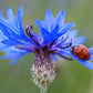 1000 Dwarf Blue BACHELORS BUTTON CORNFLOWER Centaurea Cyanus Flower Seeds