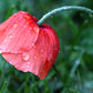 2000 MIXED Colors SHIRLEY POPPY ( aka Corn / Field / Flanders ) Papaver Rhoeas Flower Seeds