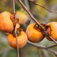 10 ITALIAN PERSIMMON TREE Dateplum Date Plum Fruit Diospyros Lotus Seeds