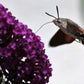 100 MIXED Colors BUTTERFLY BUSH Buddleja Davidii Flower Shrub Seeds