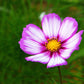 300 CANDY STRIPE COSMOS Bipinnatus Pink White Flower Seeds