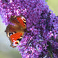 100 MIXED Colors BUTTERFLY BUSH Buddleja Davidii Flower Shrub Seeds