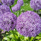 20 STAR OF PERSIA ALLIUM Christophii Silvery Amethyst Purple Flower Seeds