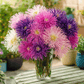 Needle Mix Aster – 50 Seeds