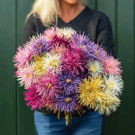 Needle Mix Aster – 50 Seeds