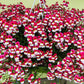 50 RED & WHITE NEMESIA Strumosa Danish Flag Fragrant Bicolor Flower Seeds