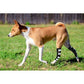 Rodillera NeoAlly para patas traseras de perro con tiras de metal para perros grandes [versión larga] (par)