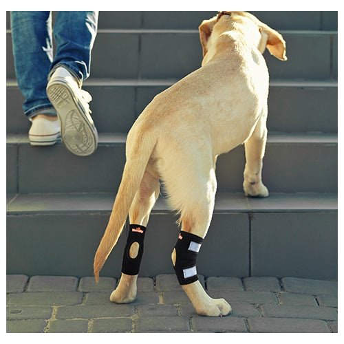 Rodillera trasera para perros NeoAlly con correas reflectantes de seguridad para perros pequeños [versión corta]