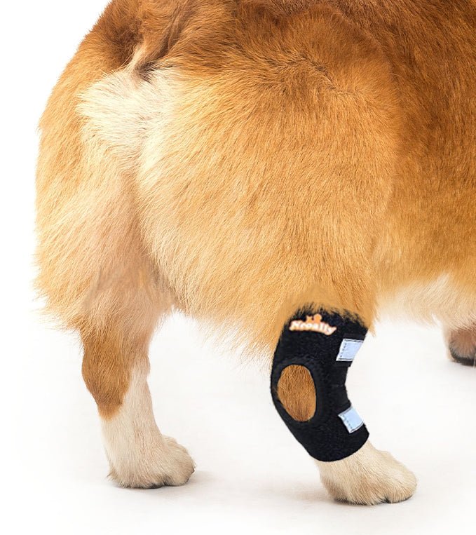 Rodillera trasera para perros NeoAlly con correas reflectantes de seguridad para perros pequeños [versión corta]