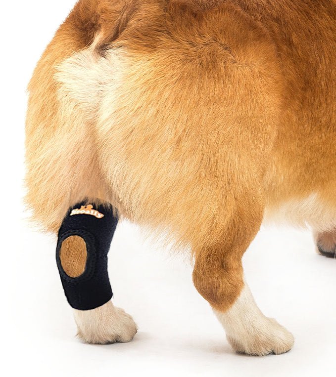 Rodillera trasera para perros NeoAlly con correas reflectantes de seguridad para perros pequeños [versión corta]