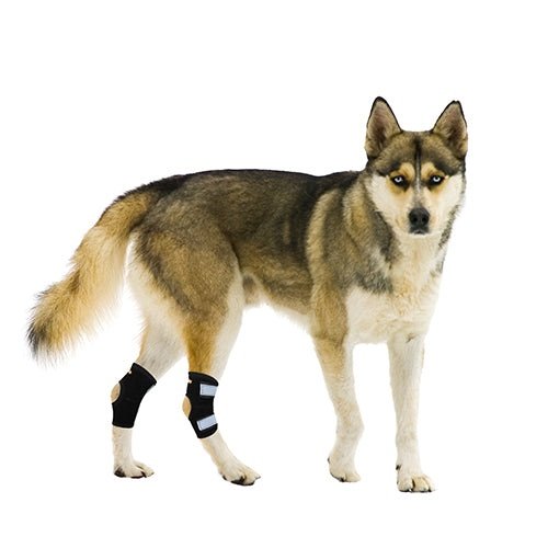 Rodillera trasera NeoAlly para corvejón - Tiras de resorte de metal para perros pequeños [versión corta] (par)