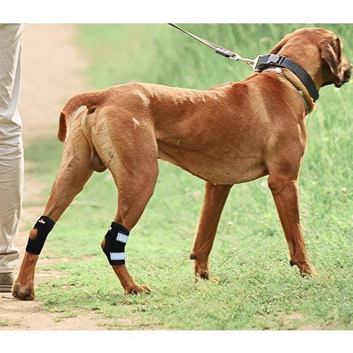 Rodillera trasera NeoAlly para corvejón - Tiras de resorte de metal para perros pequeños [versión corta] (par)