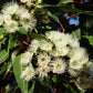 50 LEMON SCENTED EUCALYPTUS Citriodora Tree aka Lemon Bush & Spotted Gum - Colorful Bark White Flower Tree Seeds