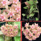 Hoya Teacup Anemone Fitchii 