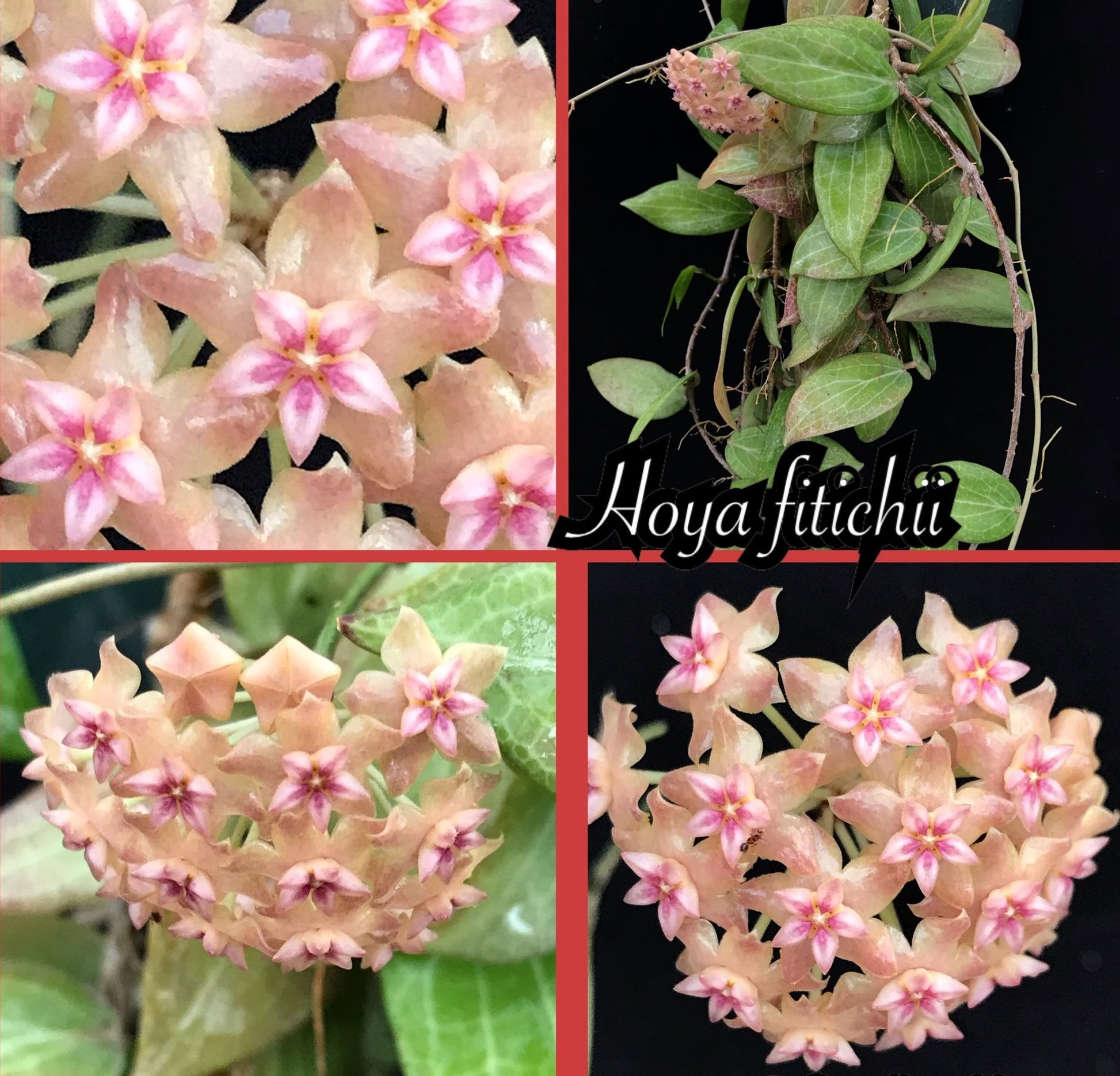 Hoya Teacup Anemone Fitchii 