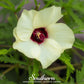 Clemson Spineless Okra – 50 Seeds