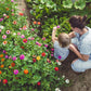 The Old Farmer's Almanac Dahlia Mix Zinnia Seeds