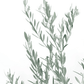 Olea Europaea 'Olive Tree' Seeds