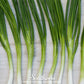 Evergreen Bunching Onion – 200 Seeds