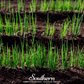 Evergreen Bunching Onion – 200 Seeds