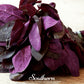 Red Plume Orach – 25 Seeds
