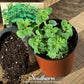 Greek Oregano – 200 Seeds