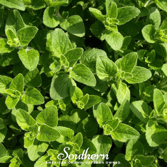 Greek Oregano – 200 Seeds