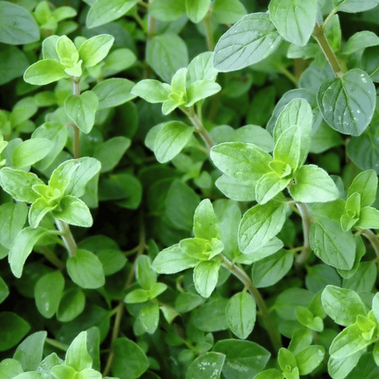 Italian Oregano Seeds