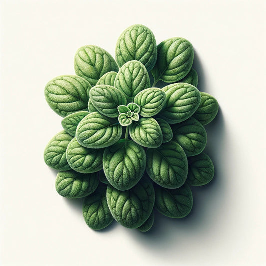 Oregano (Greek) Seeds (4x)