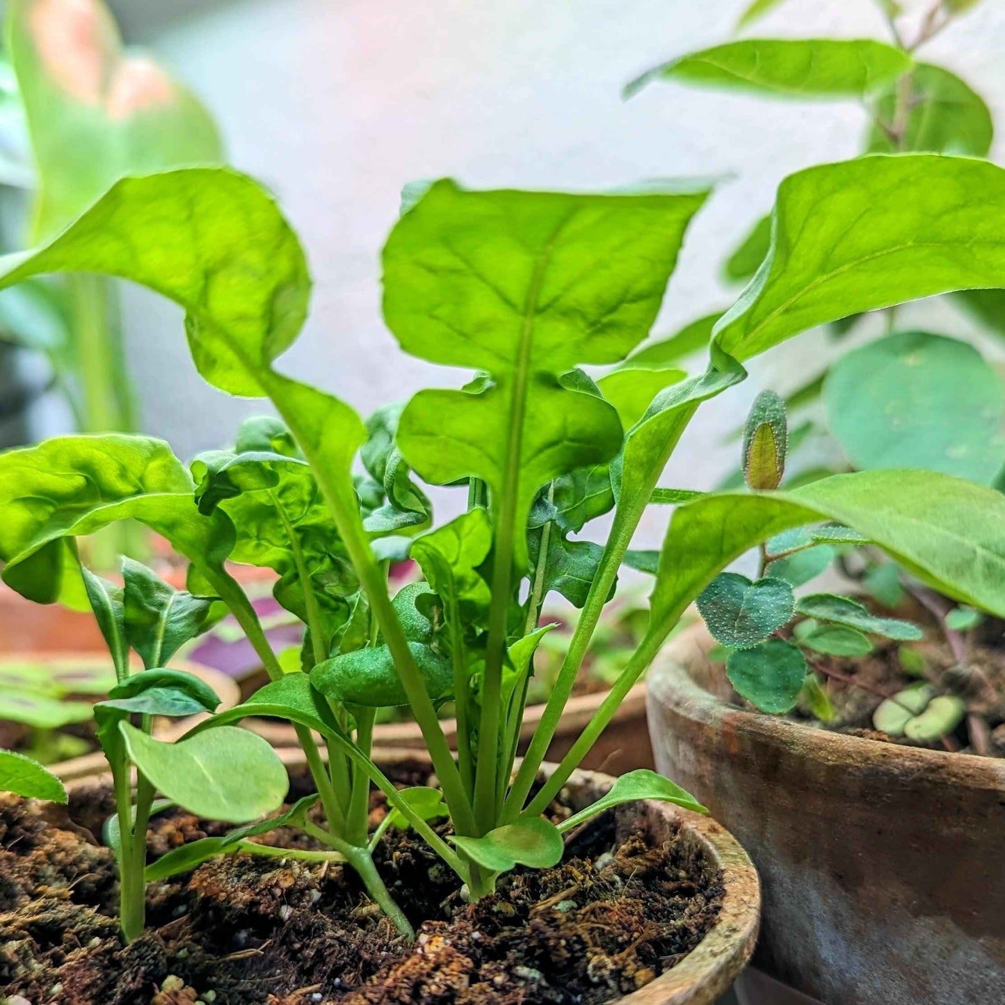 Organic Arugula Seeds